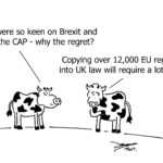 EU cows