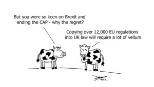 EU cows